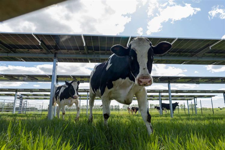 Agri-PV-Anlage von Smart Solar